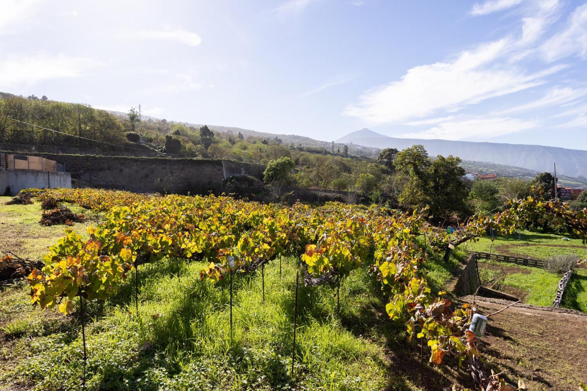 Ek Teide Finca El Milagro لا أوروتافا المظهر الخارجي الصورة