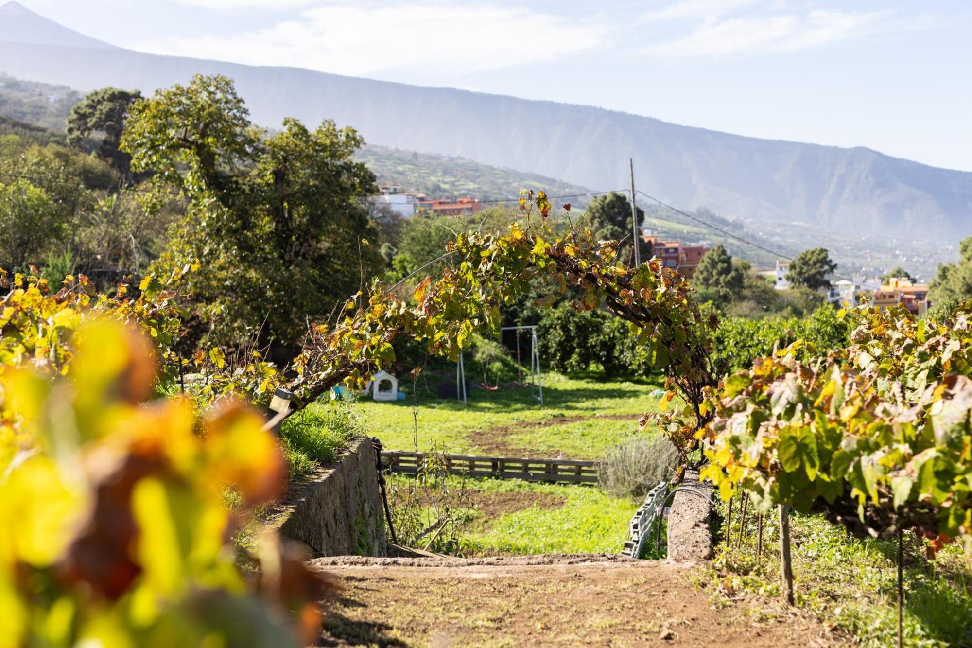 Ek Teide Finca El Milagro لا أوروتافا المظهر الخارجي الصورة