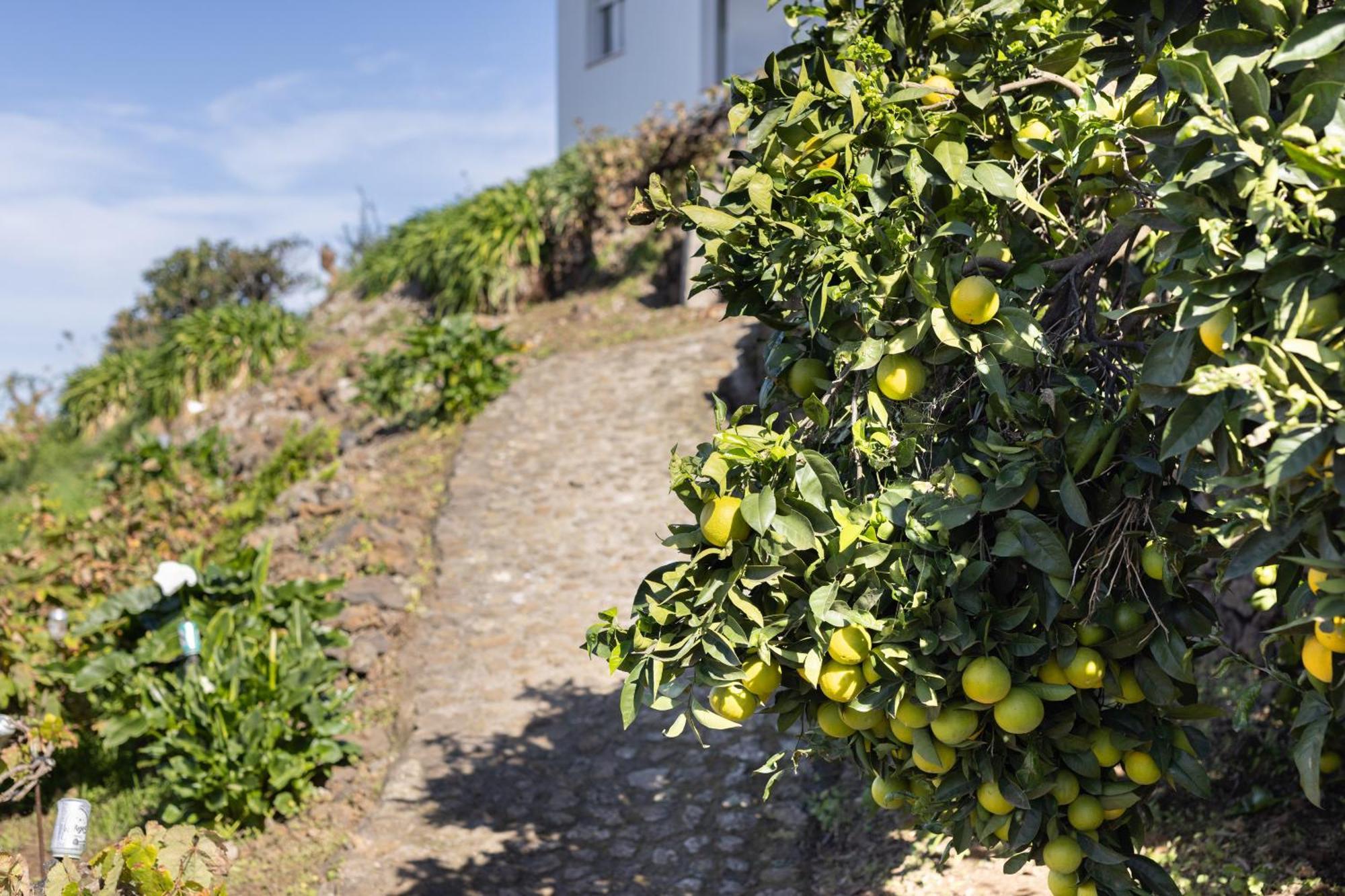 Ek Teide Finca El Milagro لا أوروتافا المظهر الخارجي الصورة
